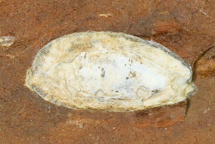 Unidentified Fossil Seed From North Dakota - Paleocene #145359